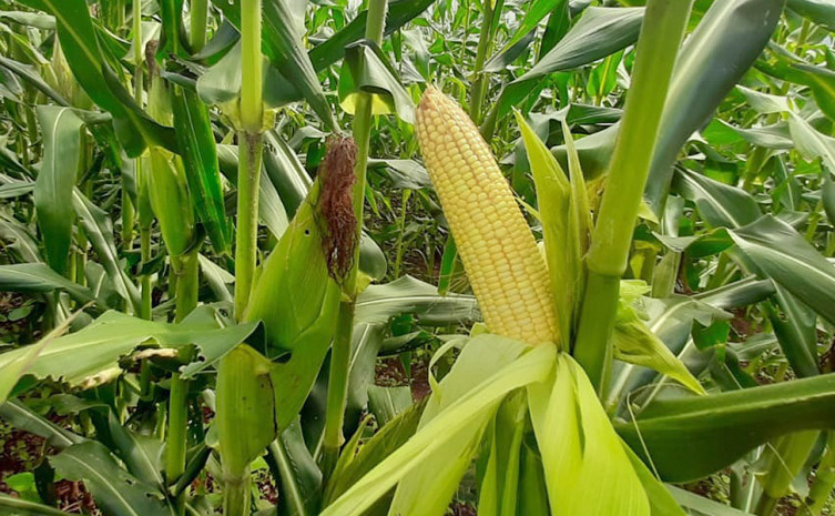 Cultivada em um hectare da propriedade, a primeira safra de milho está bem vistosa e com estimativa de produção em torno de 48 mil espigas