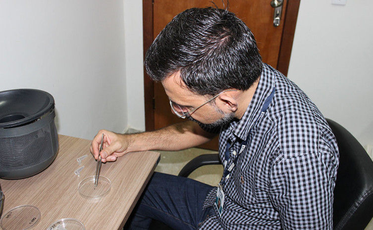 Pesquisadores de Gurupi fazem estudo visando evitar a propagação de doenças oriundas de mosquitos