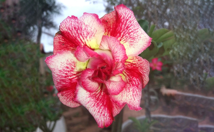 A Rosa do Deserto é originária Sul da África e facilmente adaptada aos países tropicais