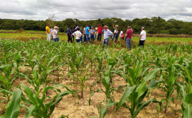  Capacitação prática do Ruraltins reforça planejamento e gestão para garantir alimentação do rebanho