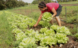 Ruraltins fomenta campanha para entrega de produtos por agricultores durante período da pandemia