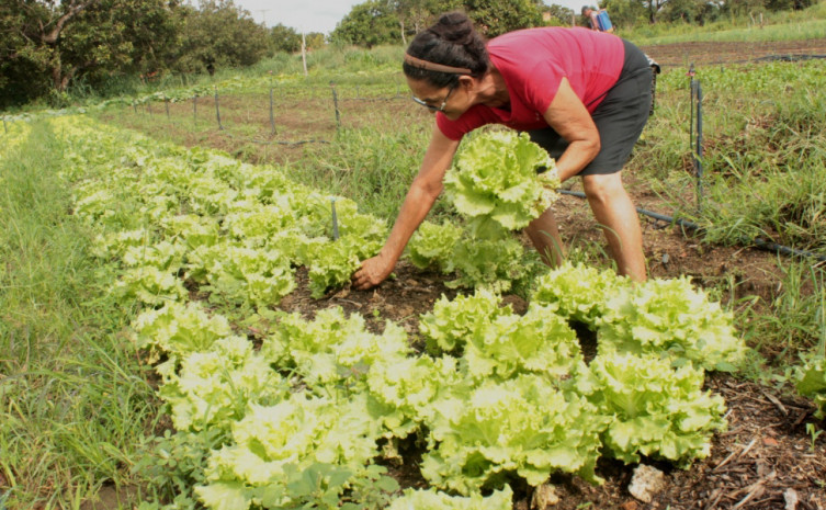 Sistema delivery visa manter a produção, a geração de renda e o fornecimento de alimentos aos consumidores