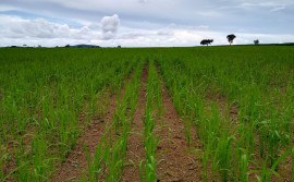 Agricultores apostam em tecnologia de plantio consorciado para conservação e recuperação de pastagem
