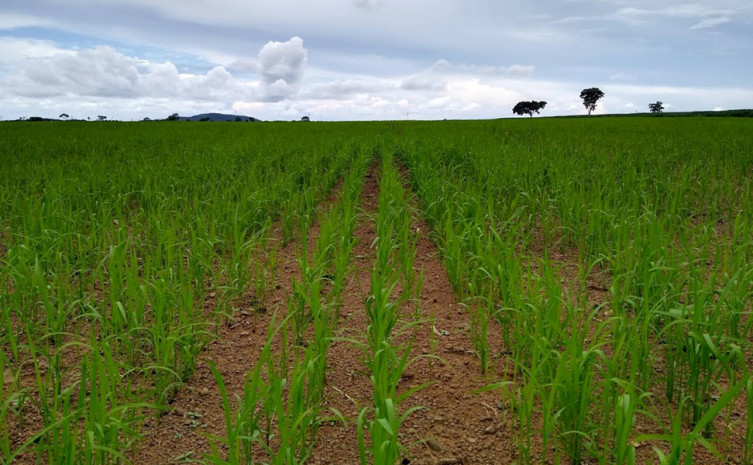 Primeira colheita já está prevista para os próximos 20 dias, na fazenda Trigueira, em Pium   