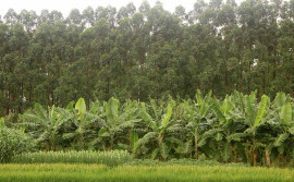 Secretário da Agricultura visita Unidade de Aprendizagem Tecnológica na Capital
