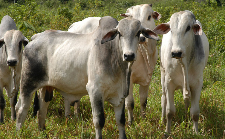 Carne bovina aparece na segunda posição no ranking de exportações de produtos agropecuários no Tocantins