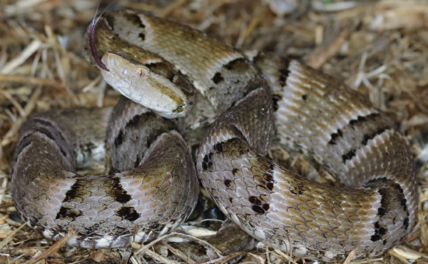 Seis tipos de jararaca e cobra 'exclusiva': Veja quais são as serpentes  mais comuns no TO, Tocantins