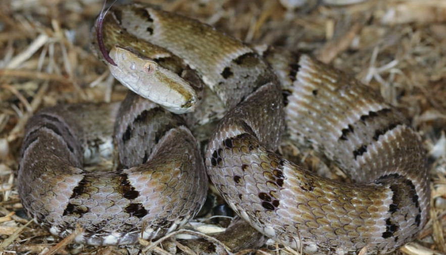Polícia Ambiental, resgatou 17 serpentes com peçonha no Tocantins em 2020
