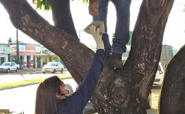 Monitoramento da mosca-da-carambola é intensificado na divisa do Tocantins com o Pará