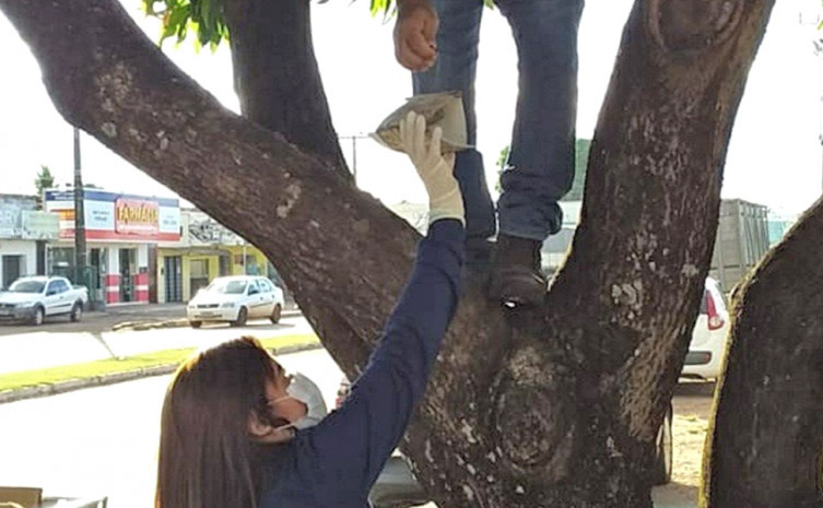 Inspetores de defesa agropecuária monitoram armadilhas da mosca da carambola em Caseara