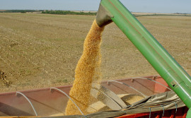 Governo do Tocantins investe em pesquisas científicas na área do agronegócio