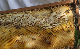 Investimentos científicos na área da apicultura tem sido uma realidade no Tocantins