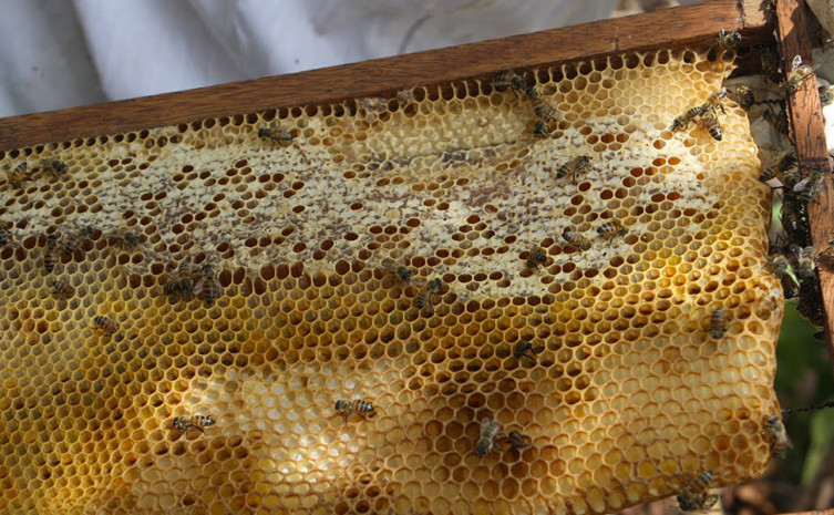 Troca de experiências entre pesquisador e apicultores, têm favorecido rendimento e qualidade ao mel e a própolis de produtores familiares