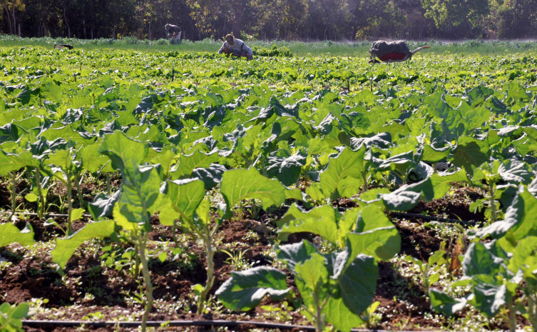 A produção de hortaliça é uma das atividades orgânicas no Tocantins
