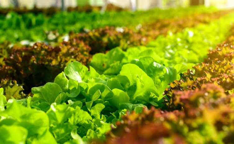 Defensivos naturais  mantém o equilíbrio da natureza, e aumenta a resistência das plantas contra a ocorrência de pragas e doenças  