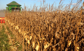 Tocantins deve bater novo recorde na produção do milho safrinha em 2020