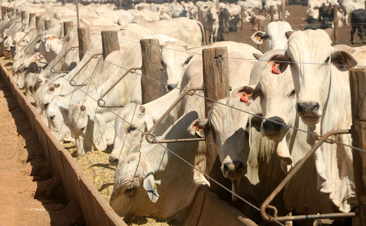 Confinamento de bovinos em Marianópolis Tocantins
