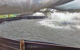 Governo do Tocantins apoia  produtor de Wanderlândia a investir  na produção tilápia com aproveitamento da água em irrigação de maracujá