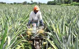 Abacaxi do Tocantins: qualidade e sabor à mesa