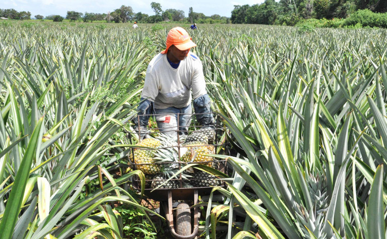 O abacaxi tocantinense é exportado para outros estados e até outros países