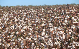 Produção de algodão promete ser mais uma atividade econômica no agronegócio tocantinense