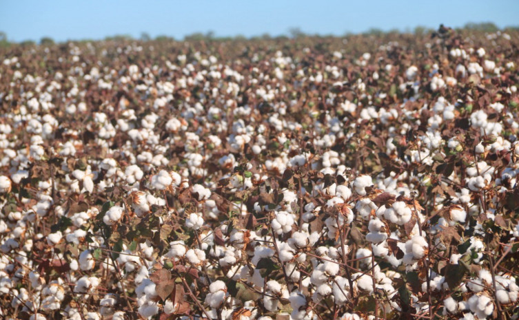 Produção de algodão começa a despontar no Tocantins