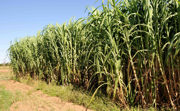 Plantio é realizado no Centro agrotecnológico de Palmas