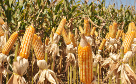 Tocantins supera 1 milhão de toneladas no cultivo do milho segunda safra 