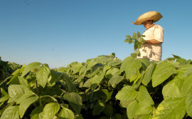Governo do Tocantins alerta produtores sobre propagação da antracnose na região de várzeas tropicais