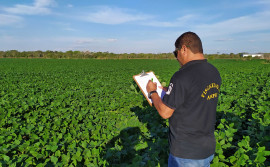 Governo do Tocantins mantém o controle da ferrugem asiática da soja e plantio cresce 6,3% nas várzeas tropicais