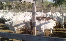 Rebanho de bovídeos da Ilha do Bananal começa a ser vacinado contra aftosa a partir do dia 1° de agosto