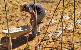 Produtor alia plantio convencional ao uso de tecnologia no cultivo de hortaliças