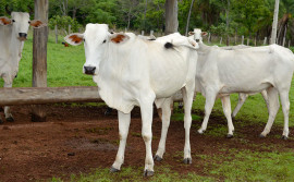 Governo do Tocantins alerta produtor rural sobre prazo de comprovação da vacina contra brucelose 