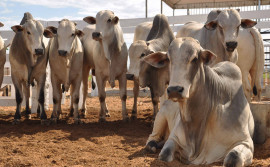 Produtores rurais devem declarar vacinação contra febre aftosa até 31 de agosto 