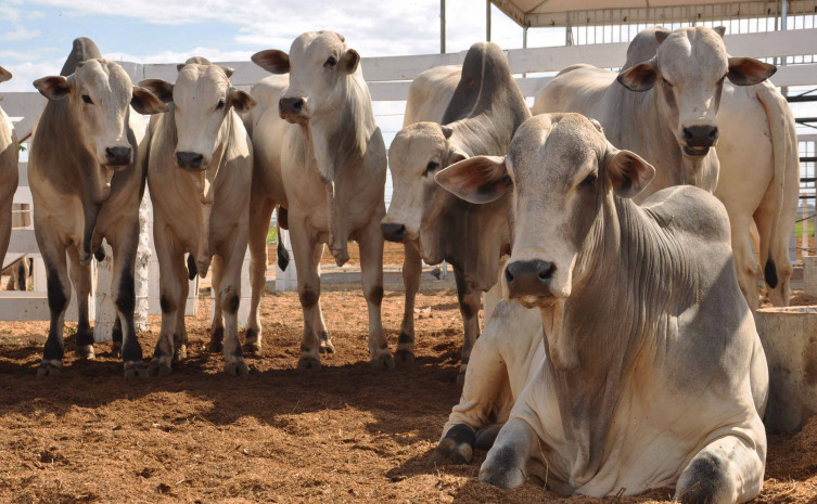 Vacinação contra a aftosa é obrigatória e quem deixar de vacinar pagará multa