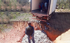 Fiscais da Agência de Defesa Agropecuária apreendem 10 toneladas de pescado clandestino
