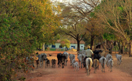 7° Encontro de Implantação do Cadastro Ambiental Rural ocorrerá de forma virtual