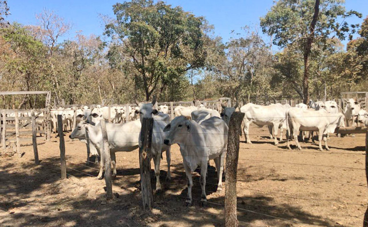 Governo do Tocantins deve vacinar 100 mil animais contra febre aftosa na Ilha do Bananal