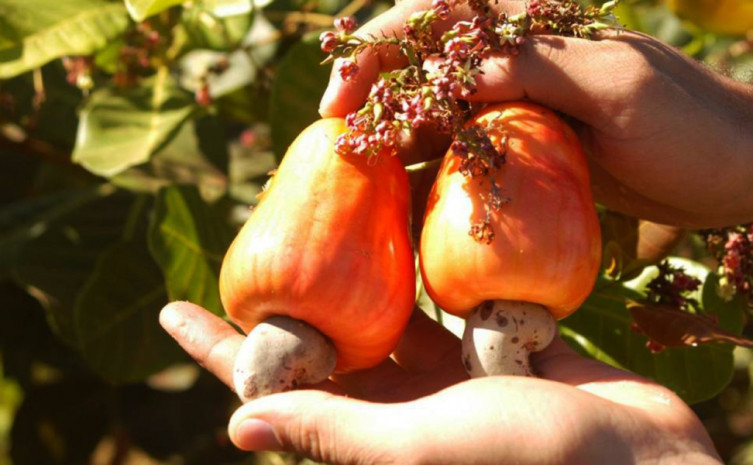 Cajuera - Fruto da natureza brasileira