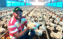 Dia da Avicultura: política de incentivos fiscais do Governo do Tocantins fortalece e traz expectativas de crescimento ao setor