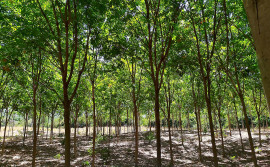 Governo do Tocantins incentiva o cultivo da seringueira como alternativa de renda para agricultores