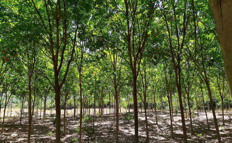 Seringueira é o nome das árvores que produzem o látex usado na fabricação da borracha
