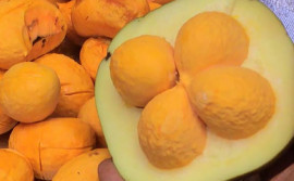 Governo do Tocantins realiza evento para incentivar agricultores familiares na geração de renda com frutos do Cerrado