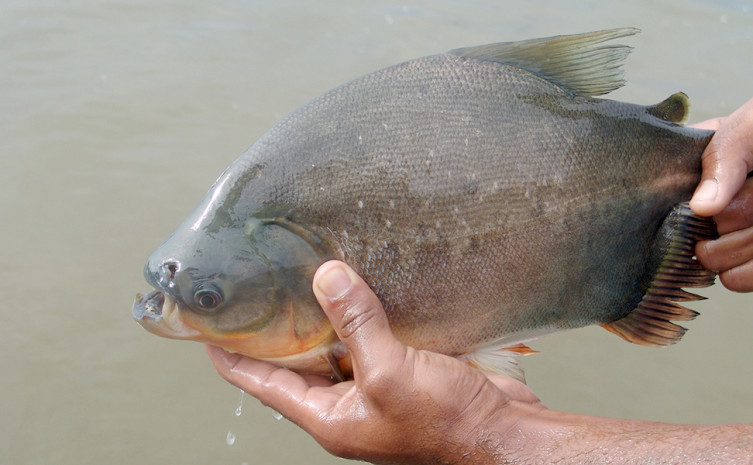 Expectativa é produzir 10 toneladas de peixe por ciclo