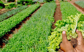 Governo do Tocantins anuncia investimento de R$ 5 milhões no Programa de Aquisição de Alimentos