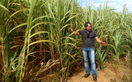 Ruraltins incentiva a multiplicação do capim Capiaçu entre produtores rurais