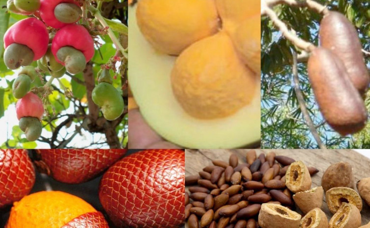 Tocantins possui grande variedade de frutos do cerrado
