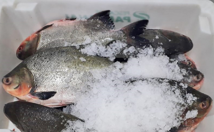 O pescado com o registro no serviço de inspeção estadual poderá ser comercializado em todos os municípios tocantinenses