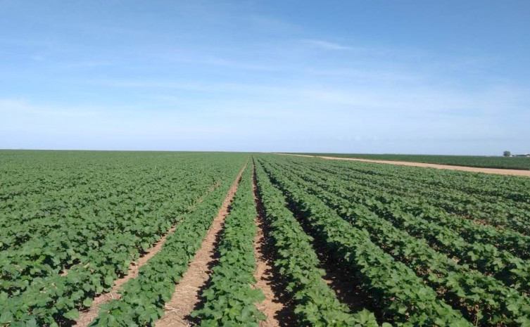 Tocantins possui atualmente uma área estimada em 6.740 hectares de plantio de algodão