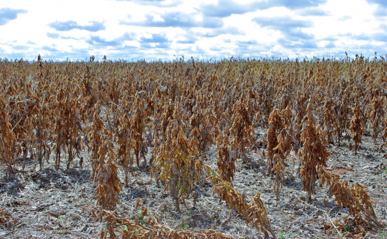 Defensivo agrícola é utilizado, principalmente, para dessecação da soja antes da colheita